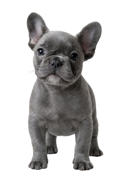 Bark