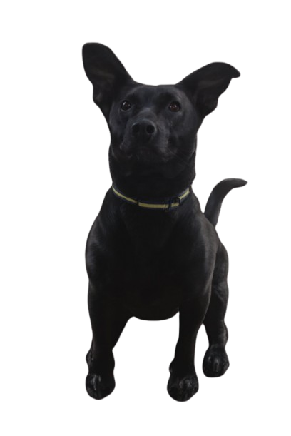 Tito