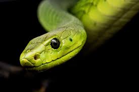 Snake Poster