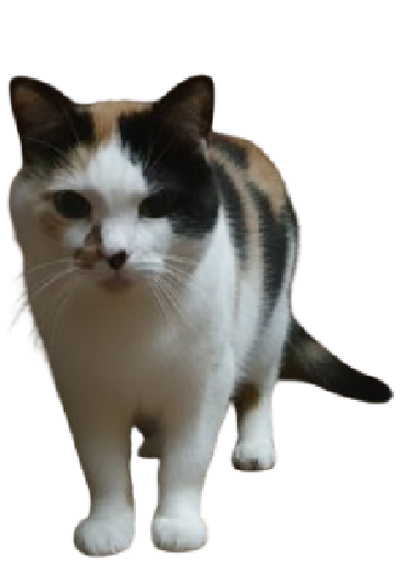 Fil