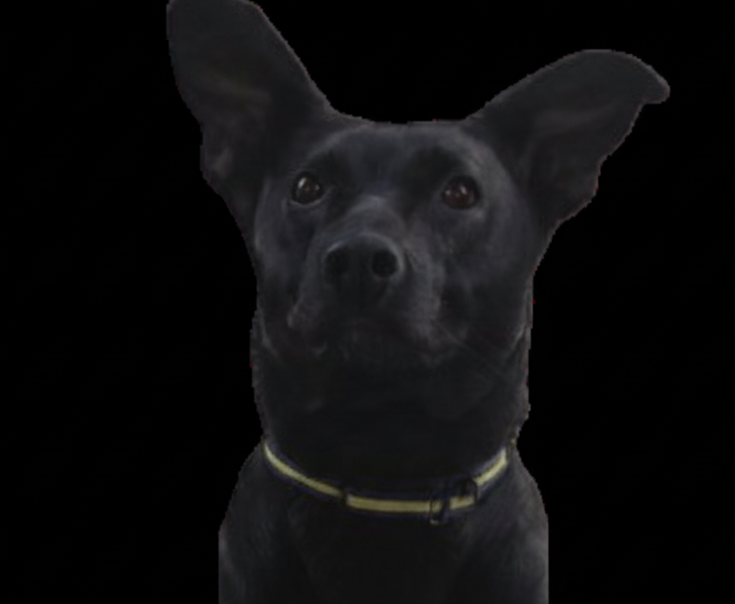 Tito